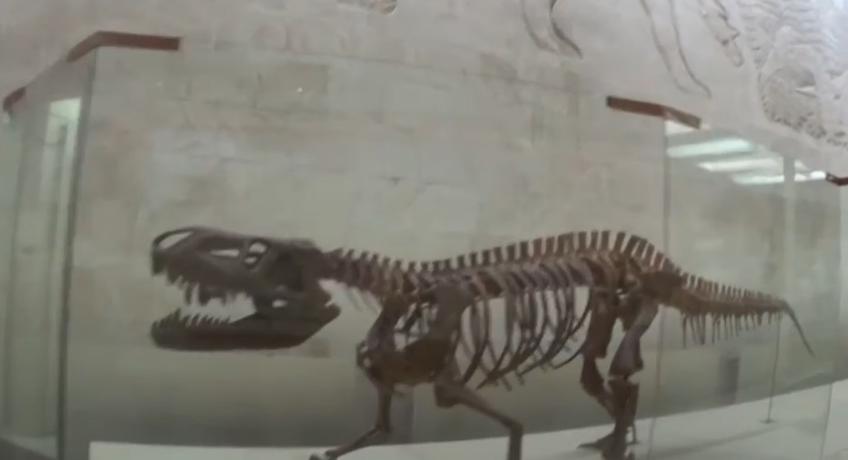 Moscow Paleontological Museum